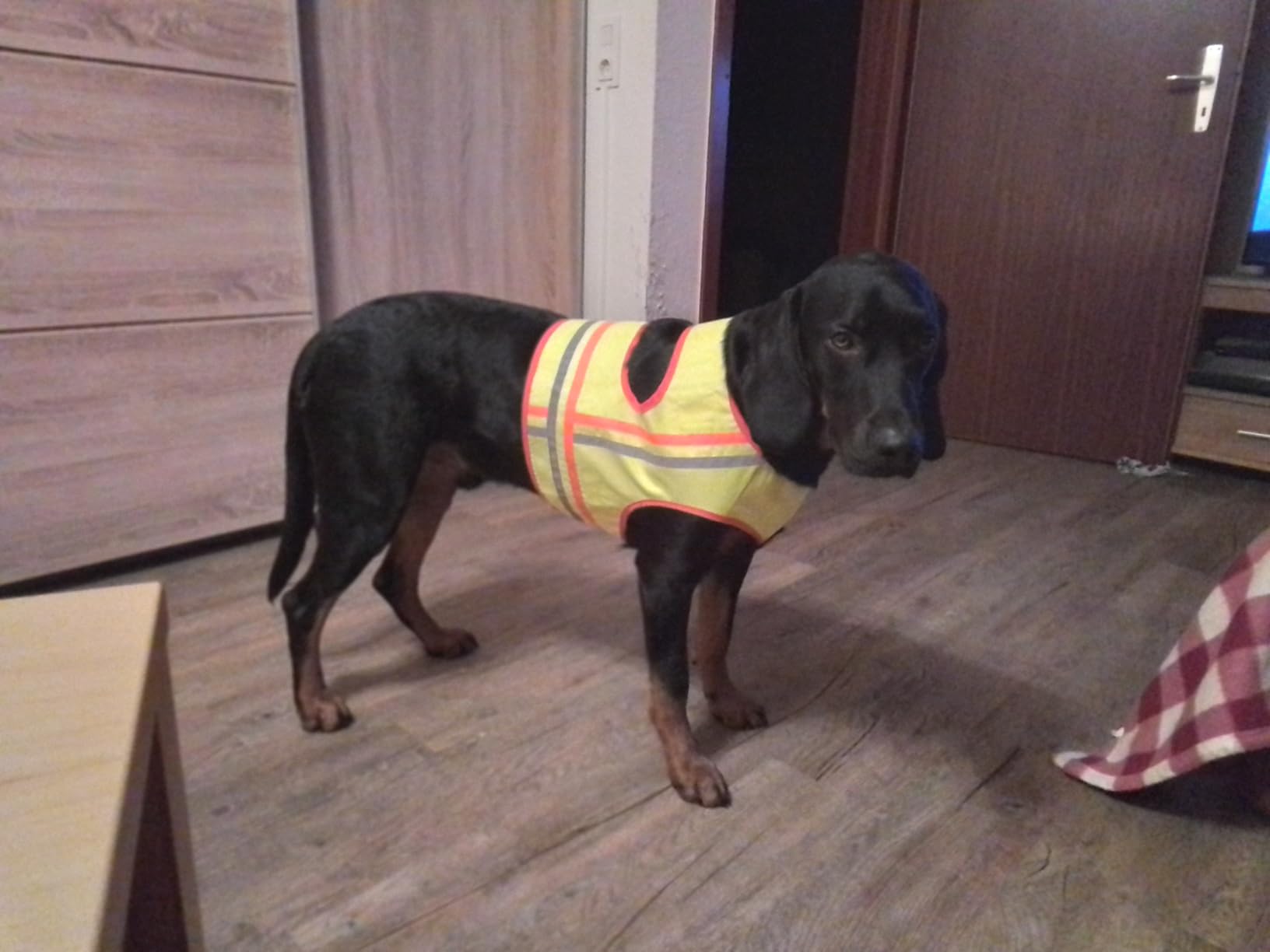 Sitzt am Terrier